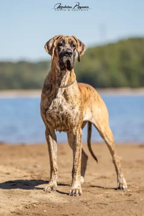 Dogue Allemand  Bambi Des Zamours De Caux photo 2