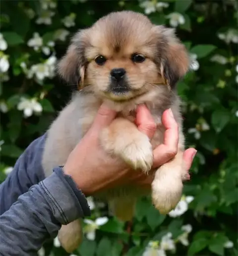Epagneul Tibetain  Chiot N°5 De Dame Nature
