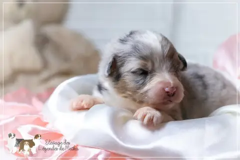 Berger Australien  Chiot N°7 Des Légendes De Maika photo 3