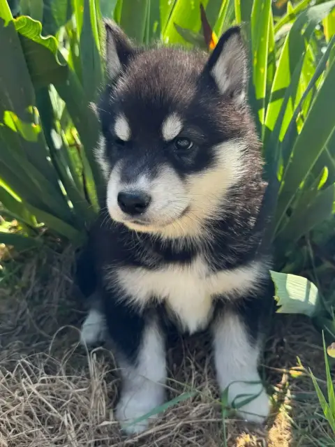 Siberian Husky  Batman De The King Ricci photo 3