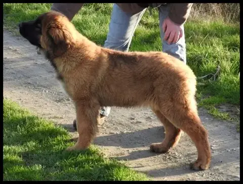 Leonberger  Chiot N°2 Du Domaine Des Mignons photo 3