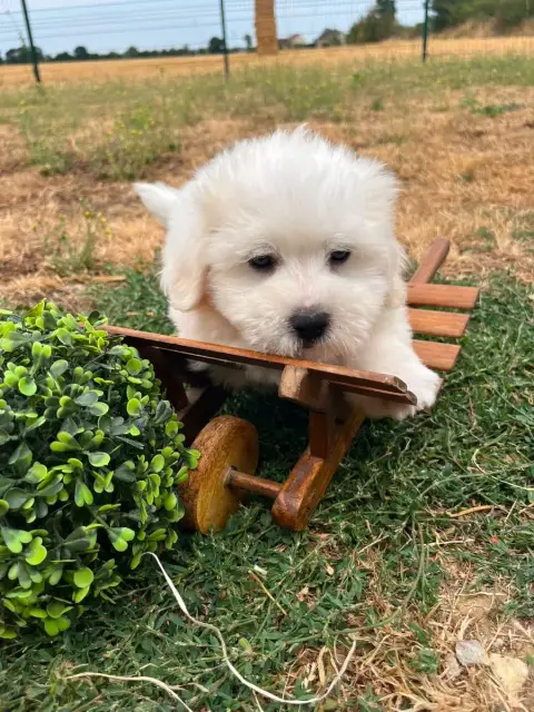 Coton De Tulear 
                        Bryce De Jer 8055f photo 2