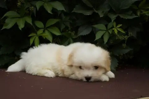 Coton De Tulear  Bao Des Montagnes Argentées