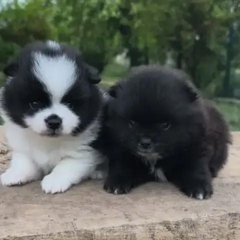 Chiots Mâles Spitz Non Lof