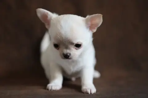 Chihuahua  Chiot N°2 Du Royaume De Matiliane photo 3
