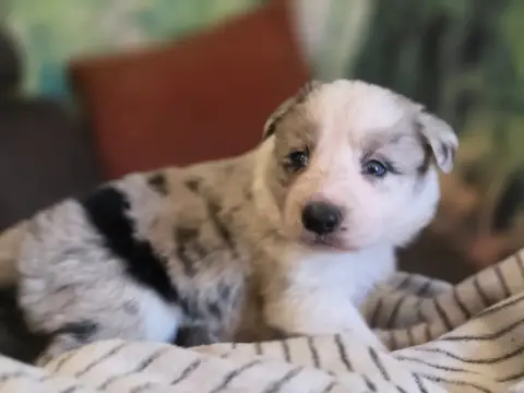 Border Collie photo 2