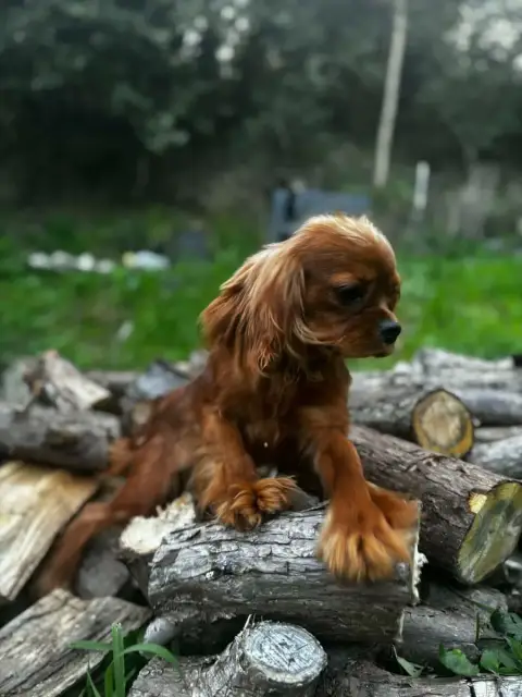 Cavalier King Charles Spaniel  Arlequin Du Mont D'Amo 09b2f photo 3