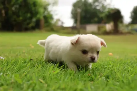 Chihuahua  Born To Be Alive "Byron" Des Gardiens D'Ha e07e7 photo 3