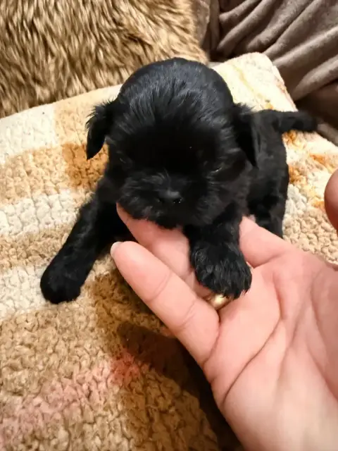 Shih Tzu  Chiot N°2 Des Canailles De Boubou photo 2