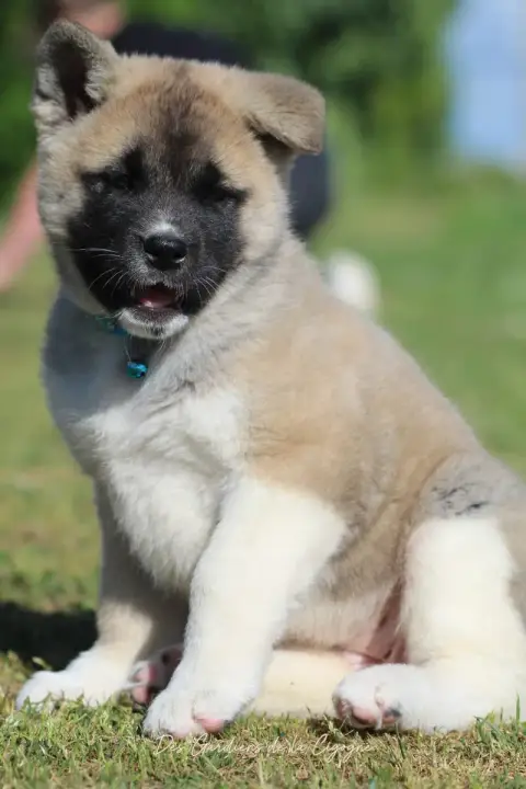 Akita Americain  Be My Love Des Gardiens De La Cigogn a2c5d photo 3