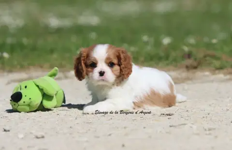 Cavalier King Charles Spaniel  Biscuit De La Bergerie 9eec6 photo 2