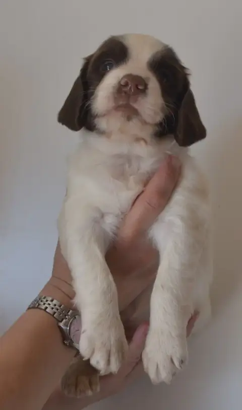English Springer Spaniel 
                        Chi 470eb