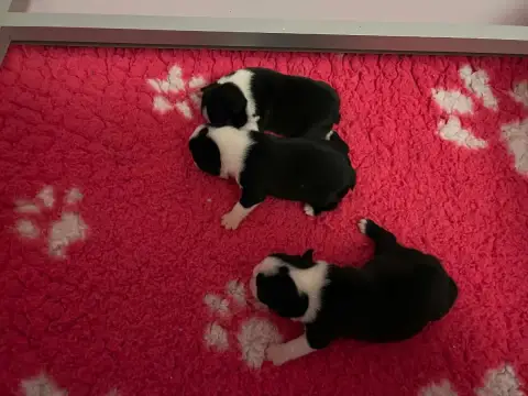 Boston Terrier  Femelle 2 L'Aige De La Tournelle