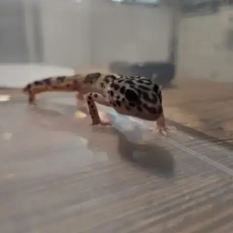 🦎 Gecko Léopard Juvénile