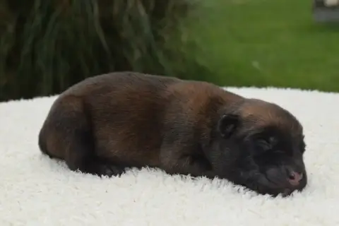 Berger Belge  Chiot 1 Du Millésime Champenois