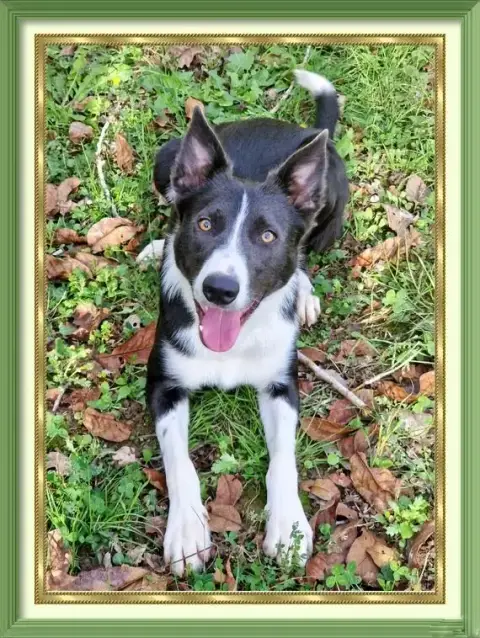 Border Collie  Collier Rose Clair De L'Aisance Des Bo f2b39 photo 3