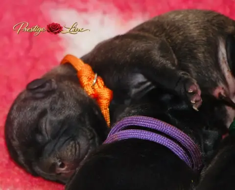 Bouledogue Français  Collier Orange Prestige Line