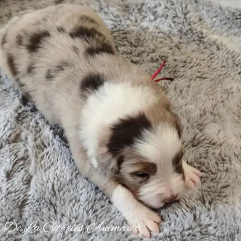 Berger Australien  Chiot 1 / Collier Rouge De La Cité 301de photo 2