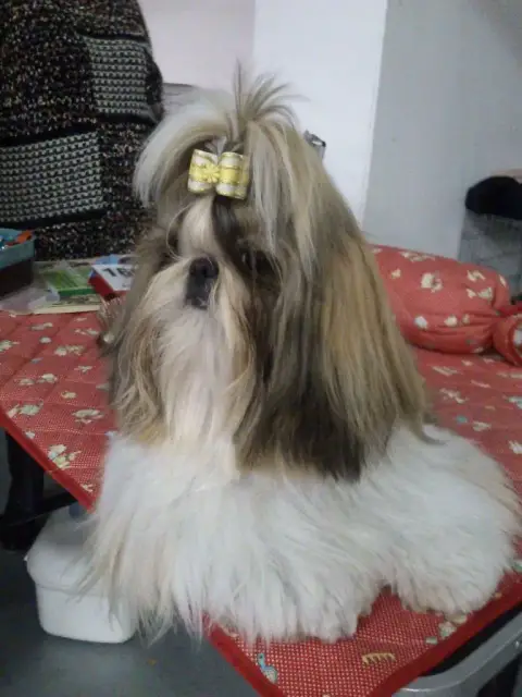 Shih Tzu  Chiot 2 Du Paradis Bleu Indigo photo 3