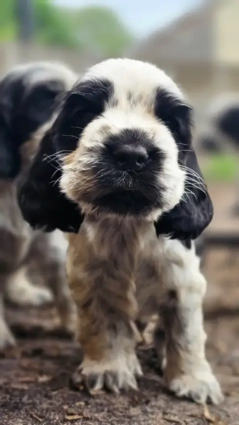 Cocker Spaniel Anglais  Mâle Bleu Des Lacs De La Cote a2f0a