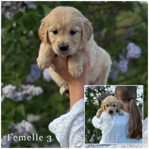 Golden Retriever  Femelle 3 Des Terres De L'Avesnois 72b38