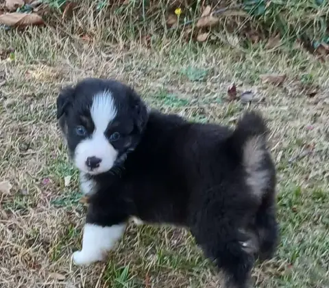 Berger Australien 
                        Chiot N°3  9067c