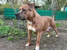 American Staffordshire Terrier  Chiot N°3 De La Taver 74d69 photo 3