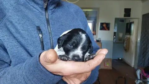 Epagneul Breton  Chiot N°7 Des Neiges Du Devez