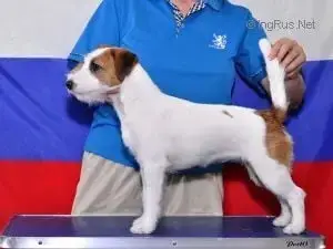 Jack Russell Terrier  Chiot 3 Du Giron photo 2