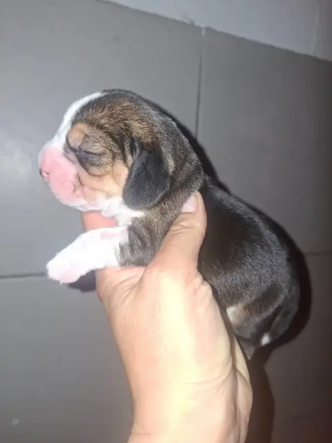 Beagle  Chiot 3 De La Vallée Du Grand Loup photo 2