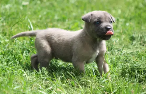 Cane Corso  Chiot N°1 photo 2