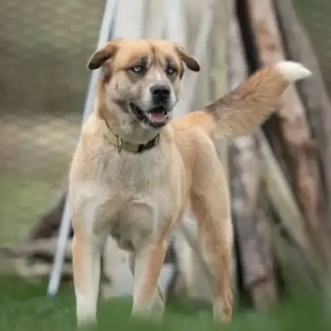 Toundra Femelle Type Berger/Husky 4 Ans