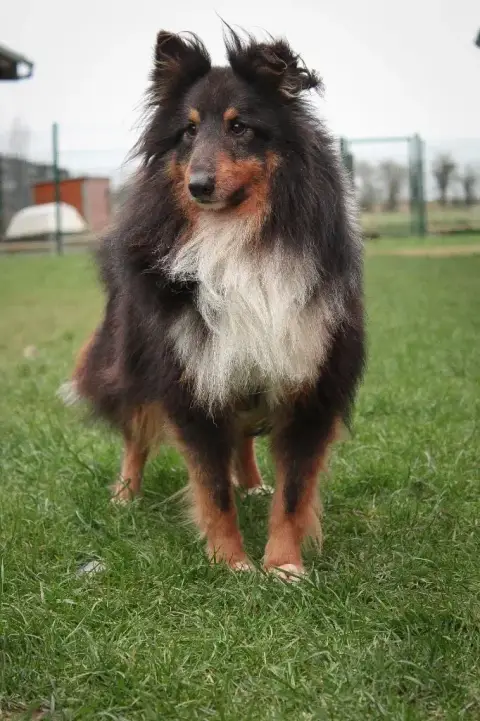 Shetland Sheepdog  Chiot N°3 Des Terres De Bourguenai ea7ab photo 3