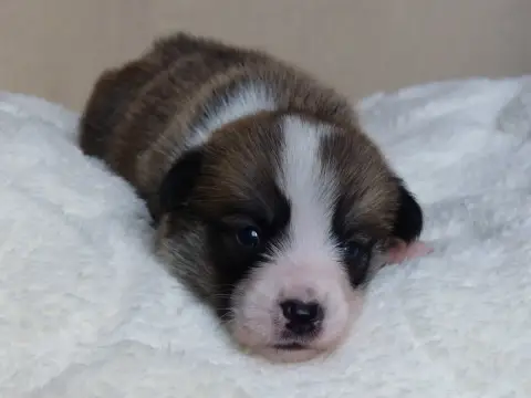 Welsh Corgi Pembroke  Monsieur Biscuit Du Domaine De  1e21e