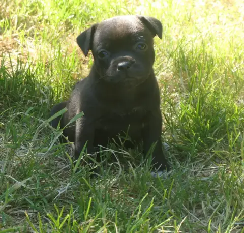 Staffordshire Bull Terrier  Ball Of Fire De Contagiou ea996