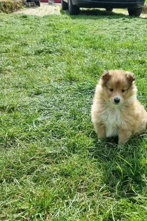 Shetland Sheepdog  Boudechou De La Vallée Des Noyeres 33e96