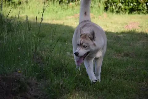Siberian Husky  Alaska photo 2