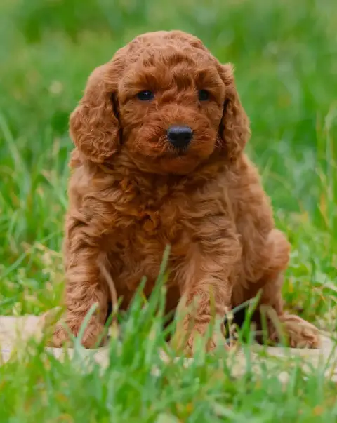 Caniche  Chiot Nain Male Fauve Fabien De Jye