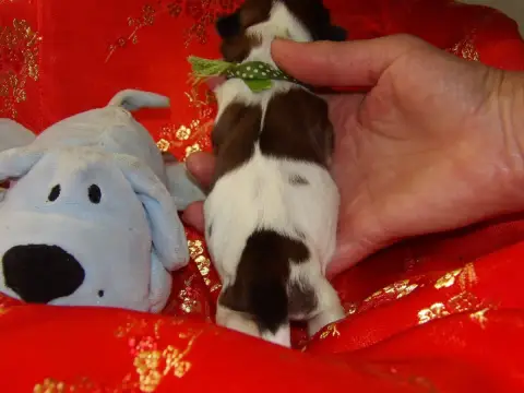 Shih Tzu  Chiot N°2 Du Paradis D'Indiana photo 2