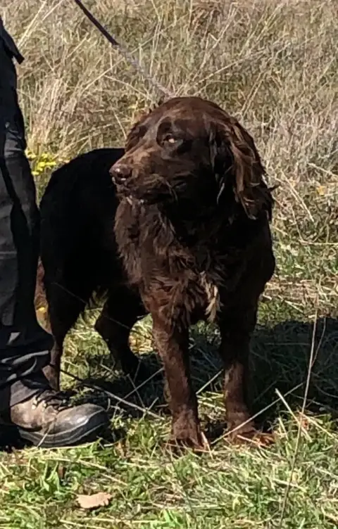 Chien D'Oysel Allemand  Vasco Des Ronciers Pourpres 19e84 photo 2