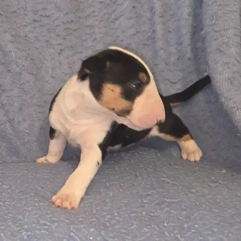 Bull Terrier  Chiot 1 By The Wall photo 2