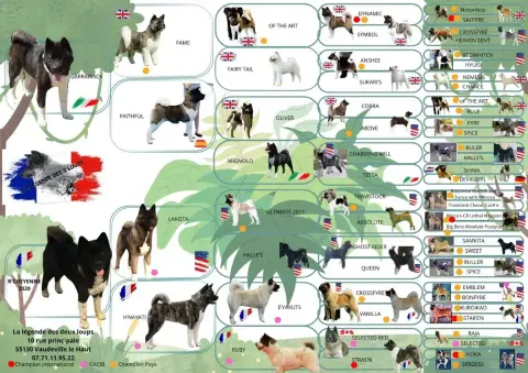 Akita Americain  Bane De La Légende Des Deux Loups photo 3
