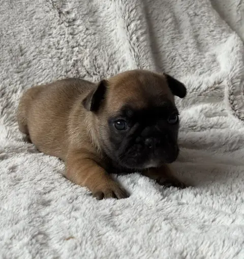 Bouledogue Français  Berlioz Des Bulls Fourious