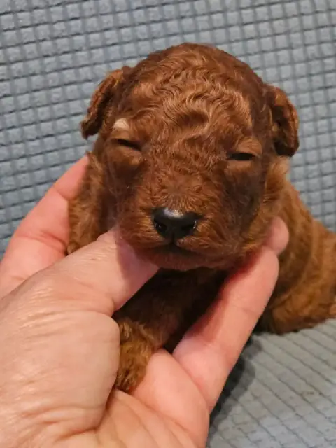 Caniche  Chiot N°4 De L'Angelarde photo 3