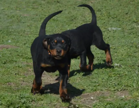 Rottweiler  Astra Des Cheuns Du Saintonge photo 2