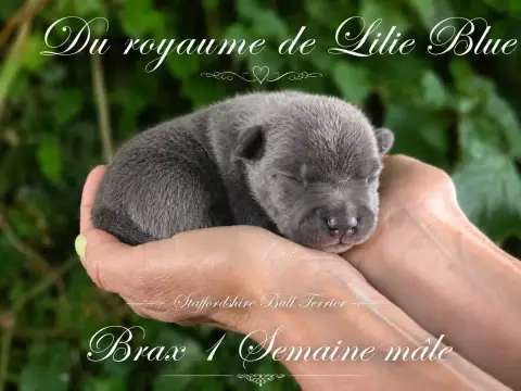 Staffordshire Bull Terrier  Brax Du Royaume De Baby D ce45b