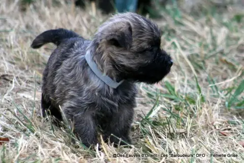 Cairn Terrier photo 3