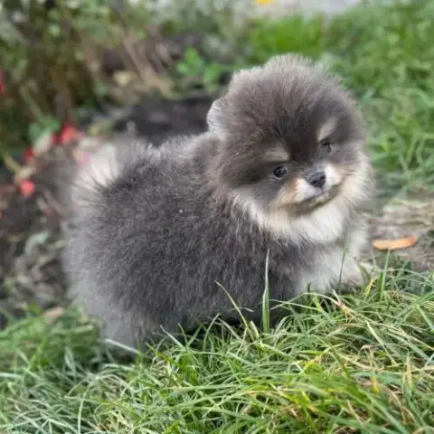 Sublime Mâle Poméranian Extra Nain Lof