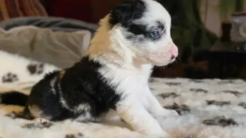 Border Collie  Bleu Merle Tricolore Des Lacs De La Co 0332e