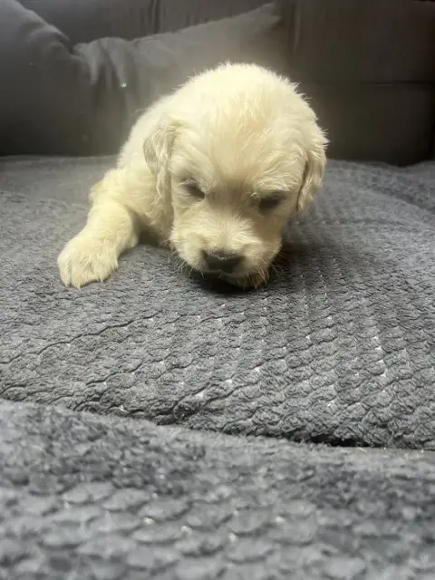 Golden Retriever  Gris